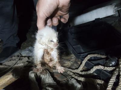 В ВКО двое мужчин спасли котенка из вентиляционной шахты | ВКО Noks.kz