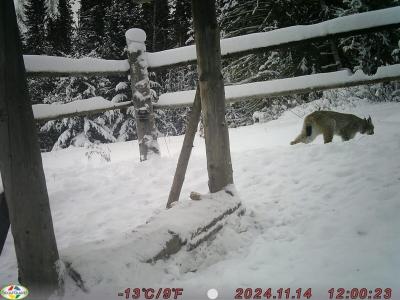 В ВКО к кормушкам, организованным лесниками, в поисках лакомства приходят даже рыси | ВКО Noks.kz