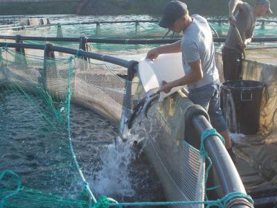 Сможет ли ВКО накормить себя собственной рыбой? | ВКО Noks.kz