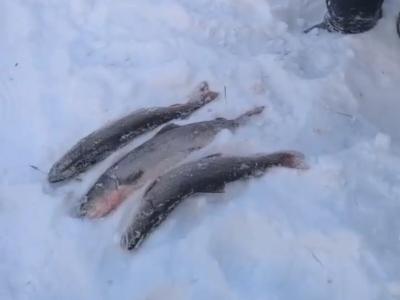 В ВКО выявили факт незаконной добычи тайменя | Криминал Noks.kz