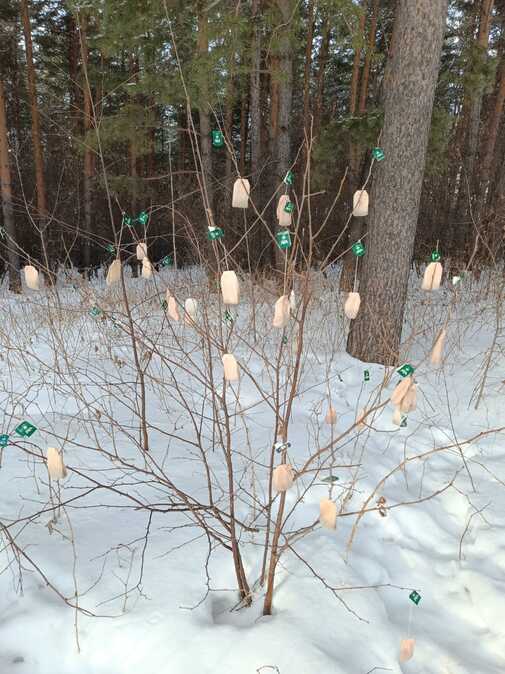 Туристы обнаружили в Риддере странный объект