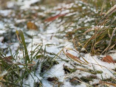 Первый снег выпал в городе Алтае | Город Noks.kz