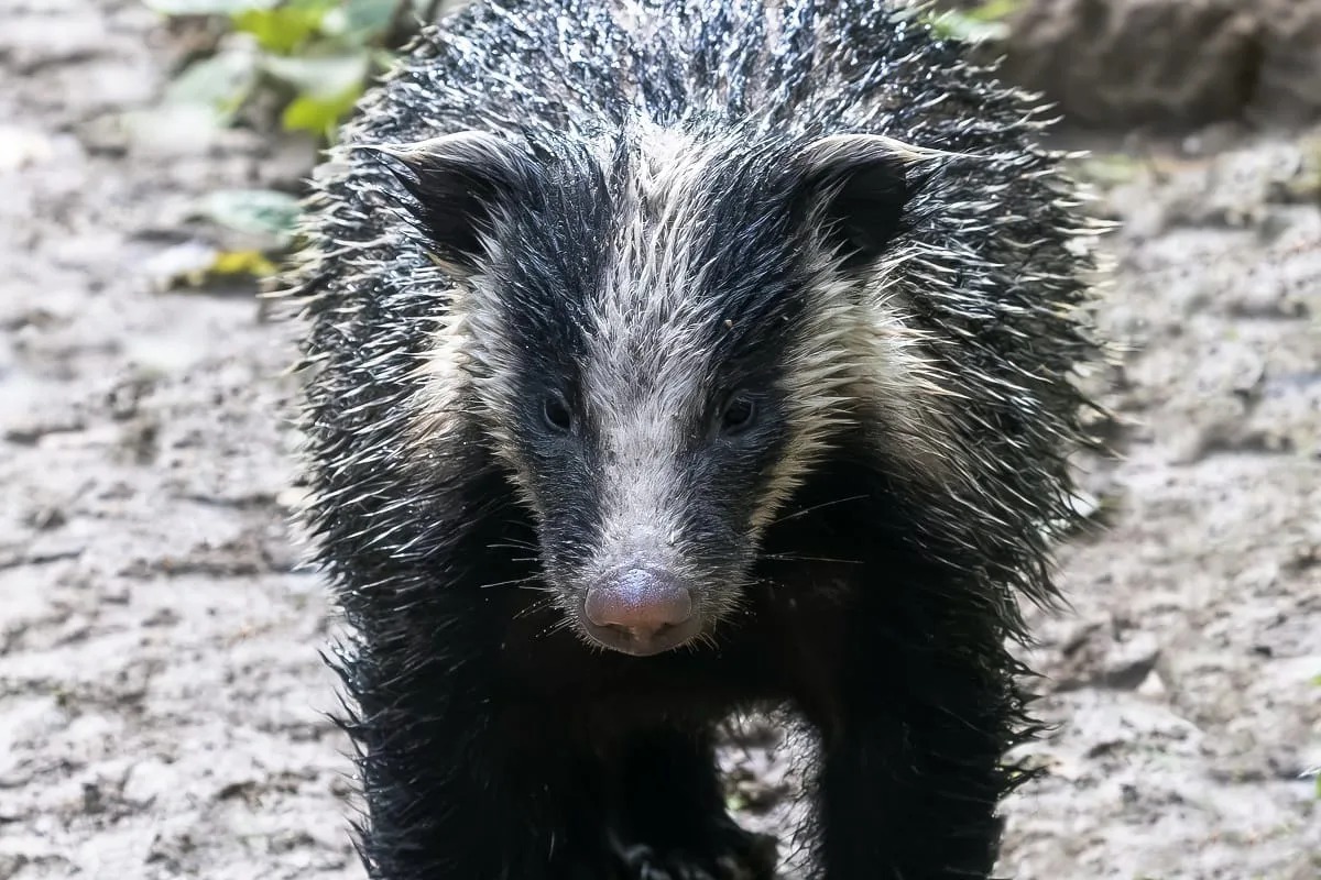 Риддерский фотомастер Александр Клименко делает снимки животных в тайге