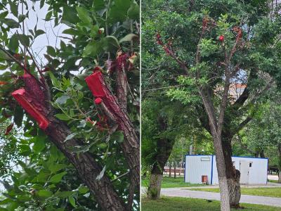 На площади Республики в Усть-Каменогорске срезы ветвей деревьев выкрасили в кроваво-красный цвет | Я - очевидец! Noks.kz