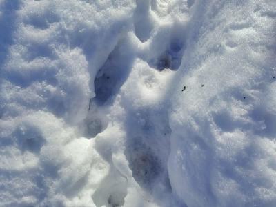 В ВКО оперотряд проверял информацию о появлении рыси в черте населенного пункта | ВКО Noks.kz