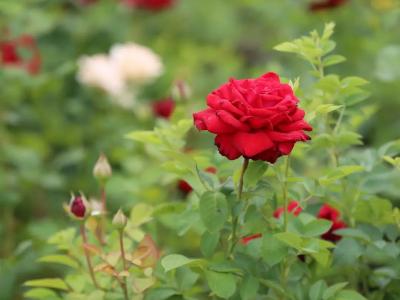 Более двух тысяч саженцев роз высадили в Усть-Каменогорске | Усть-Каменогорск Noks.kz