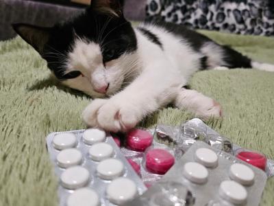 В Усть-Каменогорске зарегистрирован «гонконгский» грипп | Усть-Каменогорск Noks.kz