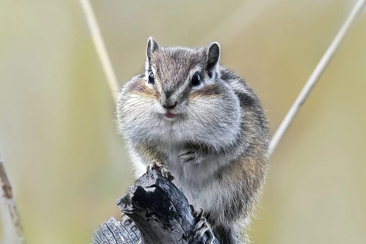 Риддерский фотомастер Александр Клименко делает снимки животных в тайге