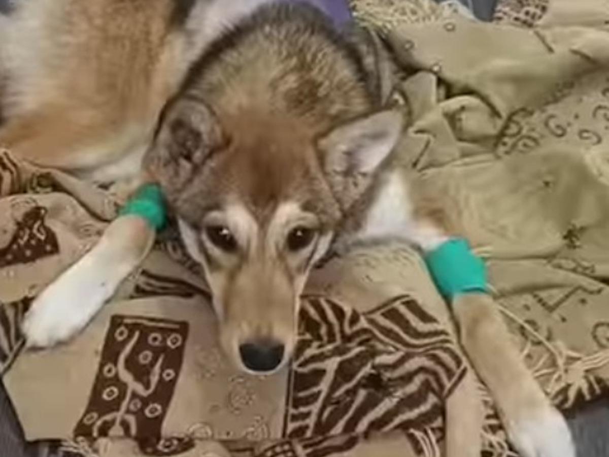 Как риддерцы спасают собаку, сбитую автомобилем