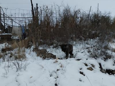 В Усть-Каменогорске пытаются найти хозяев для бездомной собаки-инвалида | Усть-Каменогорск Noks.kz