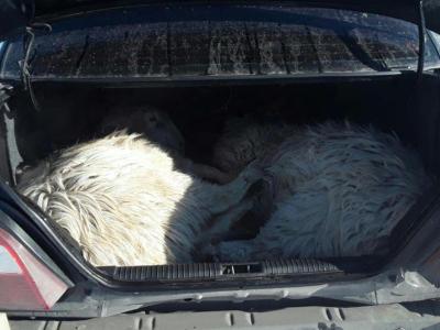 В Усть-Каменогорске были оперативно задержаны скотокрады | Криминал Noks.kz