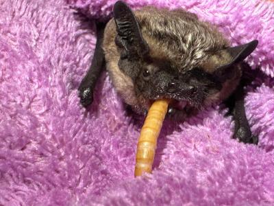 Жительница Усть-Каменогорска на зиму приютила летучую мышь и весной выпустила ее на волю | Усть-Каменогорск Noks.kz