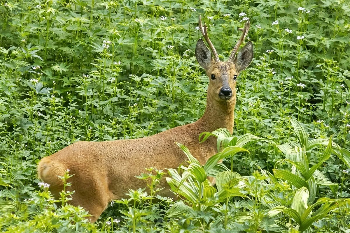 Риддерский фотомастер Александр Клименко делает снимки животных в тайге