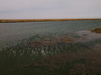 В Казахстане запустили проект по озеленению Арала с помощью дронов | Казахстан Noks.kz