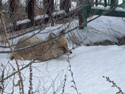 На территории Усть-Каменогорка была замечена лиса | Усть-Каменогорск Noks.kz