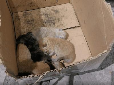 В ВКО металлурги спасли котят, запертых в товарном вагоне | ВКО Noks.kz