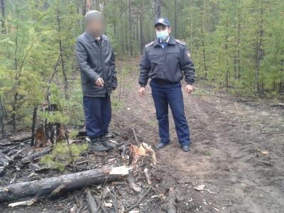 В ВКО незаконную вырубку деревьев совершили охранники лесничества | ВКО Noks.kz