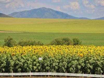 Уборочная кампания в Казахстане близится к финалу | Казахстан Noks.kz