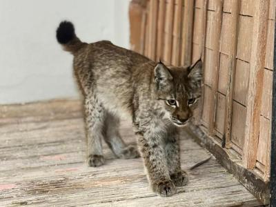 В Бескарагайском районе детеныш рыси пришёл в село | ВКО Noks.kz