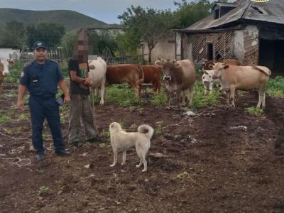 В районах ВКО проводится ОПМ «Бесхозный скот» | ВКО Noks.kz