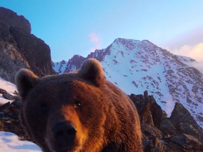 В одном из нацпарков ВКО любопытный медведь сломал фотоловушку | ВКО Noks.kz