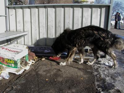 В Усть-Каменогорске планируется отловить 1000 бродячих собак и кошек | Усть-Каменогорск Noks.kz