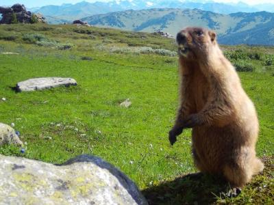 Сурка заинтересовала фотоловушка на территории нацпарка в ВКО | ВКО Noks.kz
