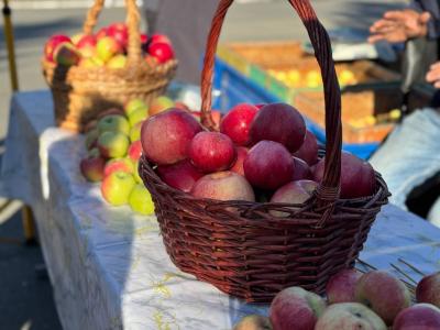 В Казахстане возрождают апорт и расширяют яблоневые сады | Казахстан Noks.kz