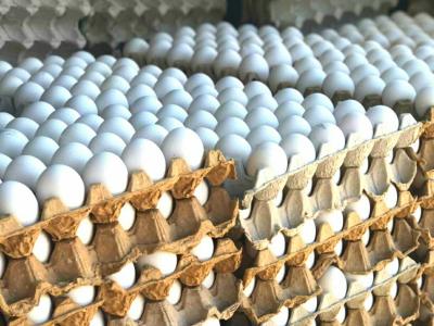 В Казахстане ввели запрет на ввоз яиц | Казахстан Noks.kz