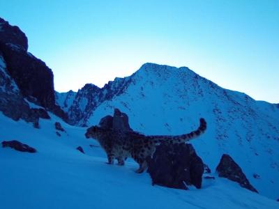 На территории ВКО снова зафиксировали снежного барса | ВКО Noks.kz