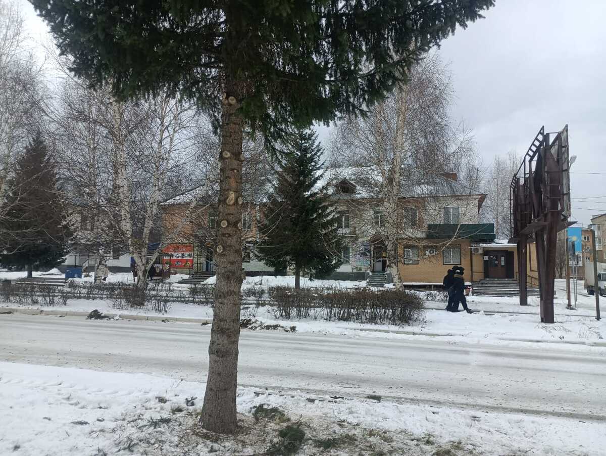 В Риддере обрезают ели на центральных улицах