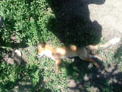 В черте Усть-Каменогорска обнаружили лису | Я - очевидец! Noks.kz