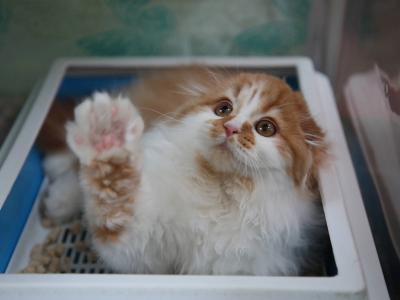 В Усть-Каменогорске предлагают за счёт бюджета чипировать некоторых домашних животных | Усть-Каменогорск Noks.kz