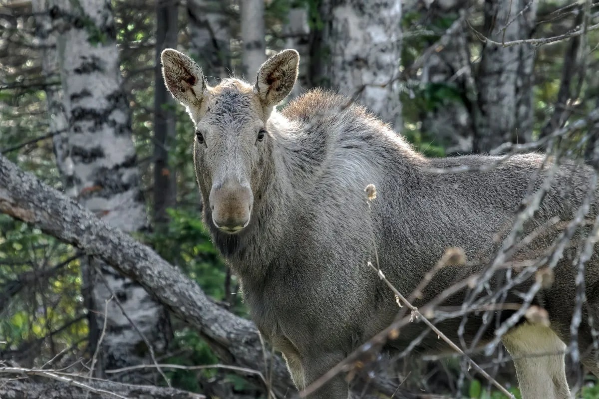 Риддерский фотомастер Александр Клименко делает снимки животных в тайге