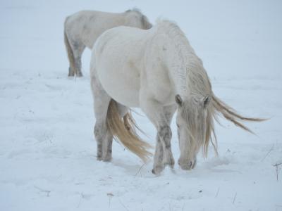 Шорник из ВКО — о традициях, качестве и любви к лошадям | ВКО Noks.kz