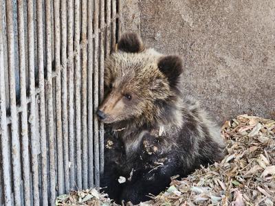Маленький найденыш осваивается в зоопарке Усть-Каменогорска | Усть-Каменогорск Noks.kz