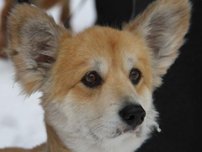 В Усть-Каменогорске животное можно стерилизовать или кастрировать со скидкой | Усть-Каменогорск Noks.kz