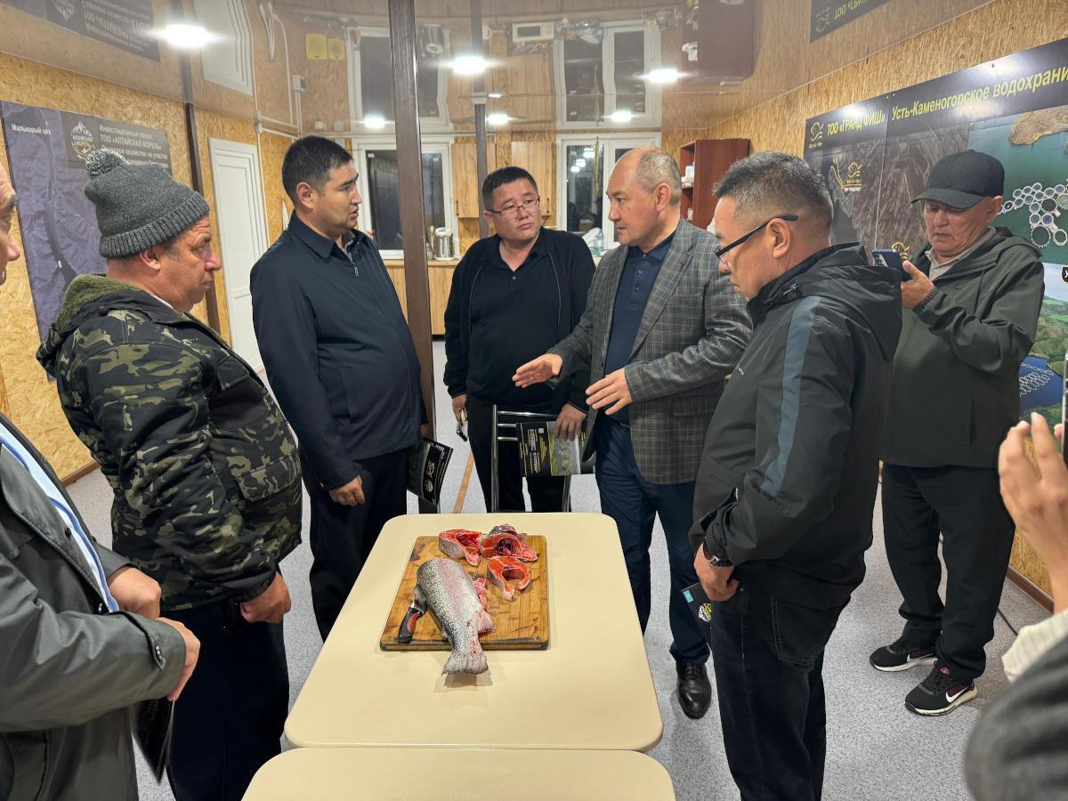 Китайская компания готова покупать алтайскую форель