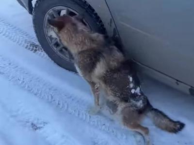 Как риддерцы спасают собаку, сбитую автомобилем | ВКО Noks.kz