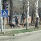 В Риддере собаки блокировали девушку