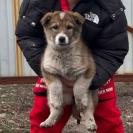 В городе Алтае пока нет средств на строительство приюта для бездомных животных