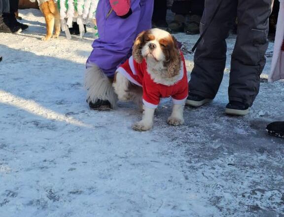 В Усть-Каменогорске состоялся костюмированный парад собак  