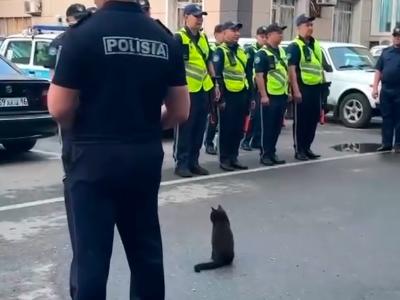 В Усть-Каменогорске коту – «полицейскому» меценаты сделали подарок к Новому году | Усть-Каменогорск Noks.kz
