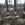 Бобры уничтожают деревья на побережье Сибинских озер | Я - очевидец! Noks.kz