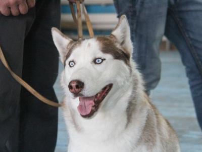 В Усть-Каменогорске началась выставка собак  | Усть-Каменогорск Noks.kz