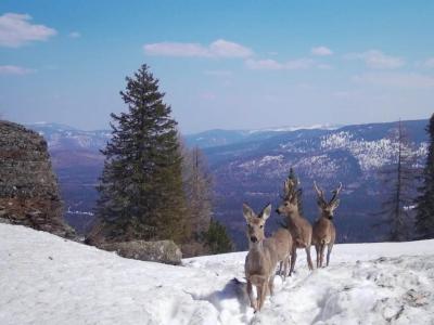 В ВКО по лесным тропам началась сезонная миграция животных в Горный Алтай | ВКО Noks.kz