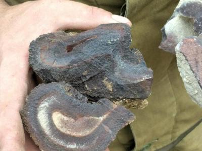 В ВКО найдены остатки растительности каменноугольного периода | ВКО Noks.kz