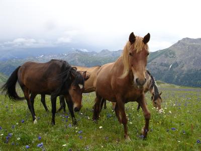 ВКО. Записки дилетанта о транспортной доступности Катон-Карагая | ВКО Noks.kz