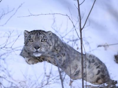 В Казахстане были вынуждены отловить барса из-за зевак, отправившихся в горы, чтобы заснять хищника | Казахстан Noks.kz