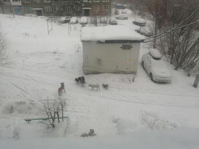 В Усть-Каменогорске некоторые жители окраины пожаловались на бродячих собак | Я - очевидец! Noks.kz